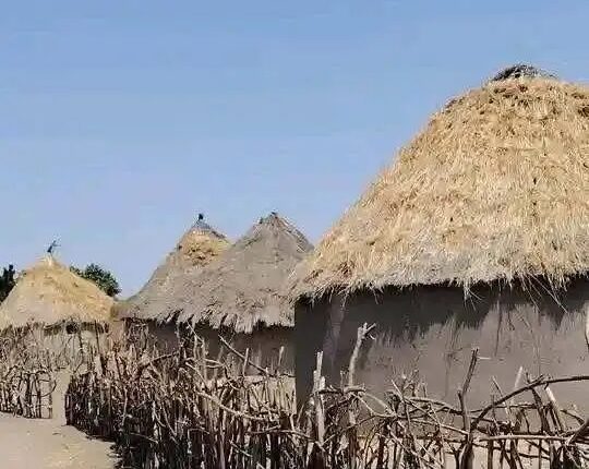 كسلا ود الحليو